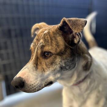 Mixed Breed Dogs Available for Adoption - Piper | PetCurious