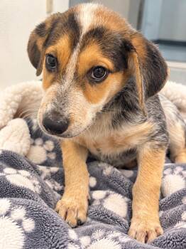 Zillow -  Australian Cattle Dog Blue Heeler and Border Collie Dog for Adoption in Kemp, Texas - Zillow | PetCurious
