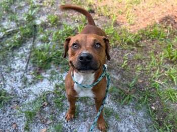 Bo -  Terrier and Mixed Breed Dog for Adoption in Gainesville, Florida - Bo | PetCurious