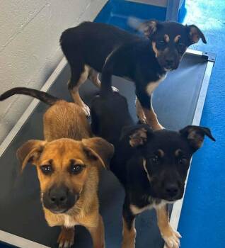 PANDORA -  German Shepherd Dog Dog for Adoption in Holbrook, New York - PANDORA | PetCurious