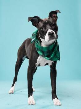 Chris Kratt -  Mixed Breed Dog for Adoption in Atlanta, Georgia - Chris Kratt | PetCurious
