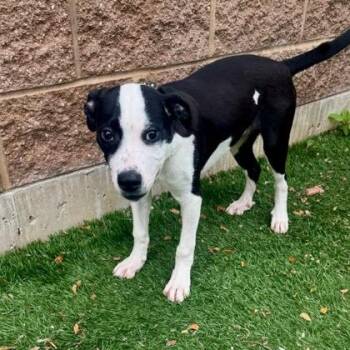 Shepherd Dogs Available for Adoption in Quincy, Illinois - Bumper | PetCurious