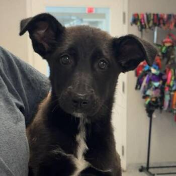 Labrador Retriever and Mixed Breed Dogs Available for Adoption in Normal, Illinois - Foofa | PetCurious