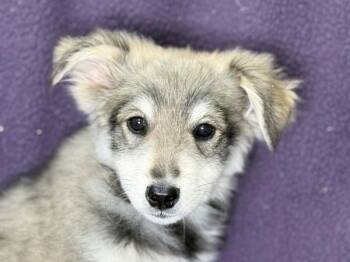 Chutney -  Shepherd and Mixed Breed Dog for Adoption in Portland, Oregon - Chutney | PetCurious