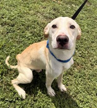 NICO -  Labrador Retriever Dog for Adoption in Fort Lauderdale, Florida - NICO | PetCurious