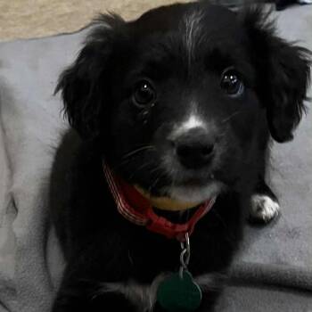 Rescue Mixed Breed Dogs for Adoption in Buffalo, Minnesota - Cracker Barrel | PetCurious