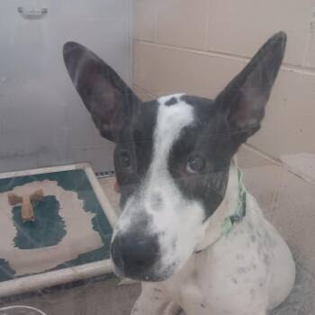 Mixed Breed Dogs Available for Adoption in Auburn, Alabama - Boulder | PetCurious