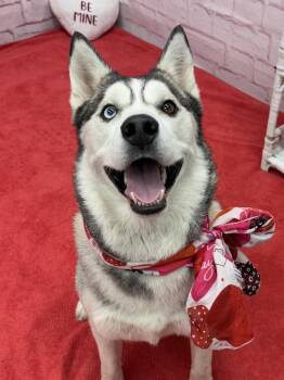 Mixed Breed Dogs Available for Adoption - Sassy | PetCurious