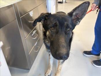 A176634 -  Mixed Breed Dog for Adoption in Santa Fe, New Mexico - A176634 | PetCurious