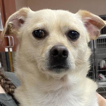 Chihuahua Dogs Available for Adoption in Columbus, Georgia - Arnold | PetCurious