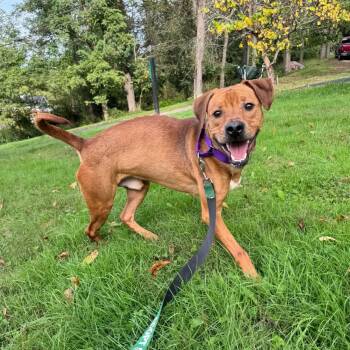Frankie -  Labrador Retriever and Mixed Breed Dog for Adoption in Greensburg, Pennsylvania - Frankie | PetCurious