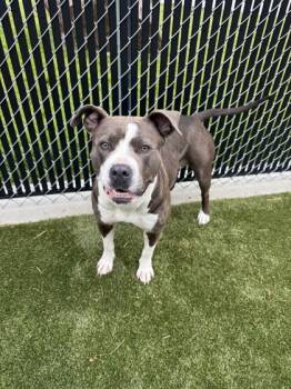 Wrench -  Mixed Breed Dog for Adoption in Lafayette, Indiana - Wrench | PetCurious