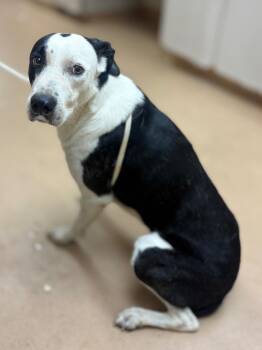 Ziptie -  Border Collie Dog for Adoption in Nacogdoches, Texas - Ziptie | PetCurious