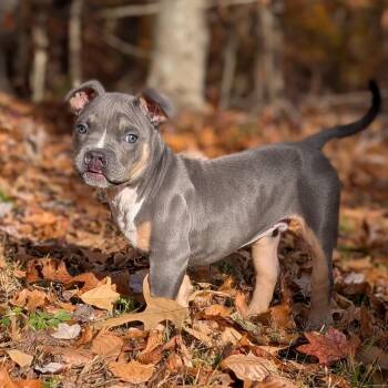 Rescue American Bully Dogs for Adoption in Midlothian, Virginia - Clyde | PetCurious
