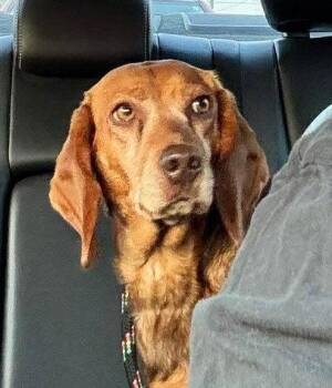 Beagle Dogs Available for Adoption - Jade | PetCurious