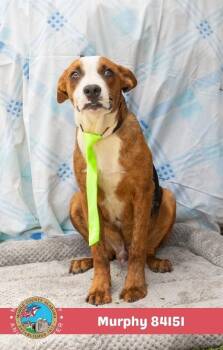 Murphy -  Coonhound Dog for Adoption in Mobile, Alabama - Murphy | PetCurious