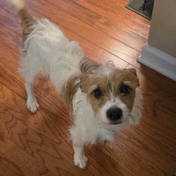 Eddie -  Mixed Breed Dog for Adoption in Durham, North Carolina - Eddie | PetCurious