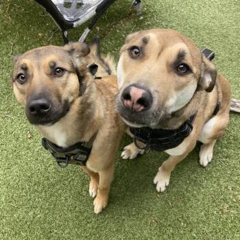 Duke -  Mixed Breed Dog Available for Adoption in Providence, Rhode Island - Duke | PetCurious
