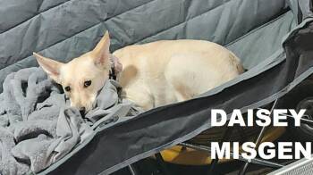 Terrier and Chihuahua Dogs Available for Adoption - Daisey (Misgen) | PetCurious