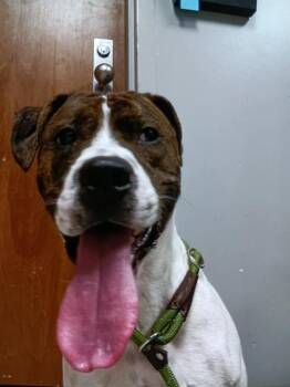 Pit Bull Terrier Dogs Available for Adoption - ROCKO | PetCurious