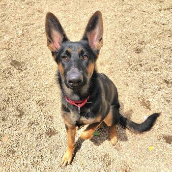 Rex -  German Shepherd Dog Dog for Adoption in Peconic, New York - Rex | PetCurious