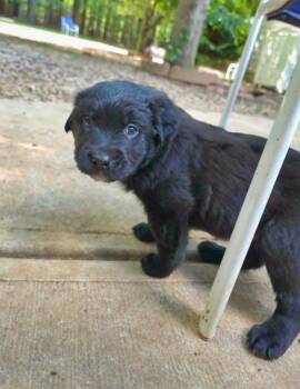 Rottweiler and German Shepherd Dog Dogs Available for Adoption in Wake Forest, North Carolina - Cane | PetCurious