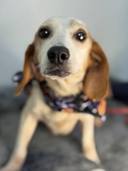 Rescue Beagle Dogs for Adoption in Meherrin, Virginia - Granny Smith | PetCurious