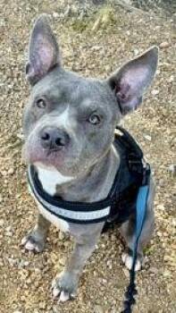 Barkly -  American Staffordshire Terrier Dog for Adoption in Denton, Texas - Barkly | PetCurious