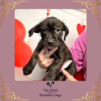 Yorkshire Terrier and American Staffordshire Terrier Dogs Available for Adoption - Ariel | PetCurious