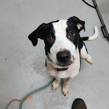 Jesse -  Mixed Breed Dog for Adoption in Duncan, Oklahoma - Jesse | PetCurious