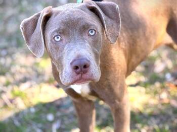 Labrador Retriever and American Staffordshire Terrier Dogs Available for Adoption in Tallahassee, Florida - ROCCO | PetCurious