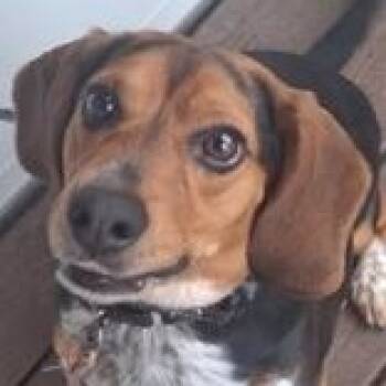 Beagle Dogs Available for Adoption in Birmingham, Michigan - GIZMO- URGENTLY NEEDS A FOSTER AND FOREVER HOME | PetCurious