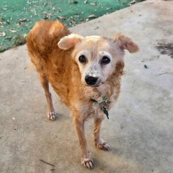 Margaret -  Chihuahua and Miniature Poodle Dog for Adoption in Boerne, Texas - Margaret | PetCurious