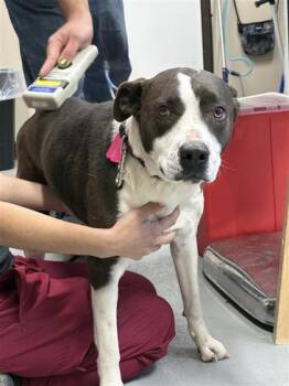 Mixed Breed Dogs Available for Adoption - Alani | PetCurious