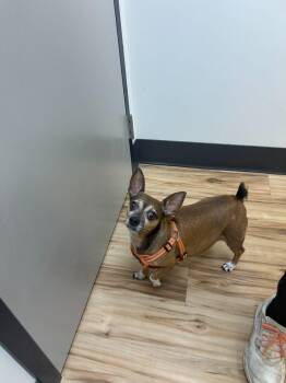 Rusty -  Mixed Breed Dog for Adoption in Raleigh, North Carolina - Rusty | PetCurious