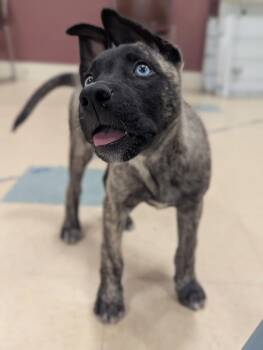 Siberian Husky and Belgian Shepherd Malinois Dogs Available for Adoption in Santa Rosa, California - Zinnia | PetCurious