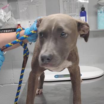 Mixed Breed Dogs Available for Adoption in Summerville, South Carolina - Janis | PetCurious