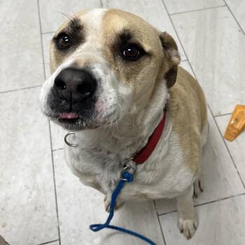 Mixed Breed Dogs Available for Adoption - Juggernaut | PetCurious
