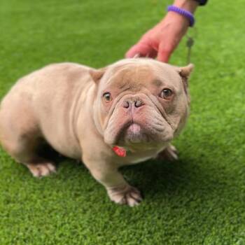 Maggie A2272506 -  French Bulldog Dog for Adoption in Los Angeles, California - Maggie A2272506 | PetCurious