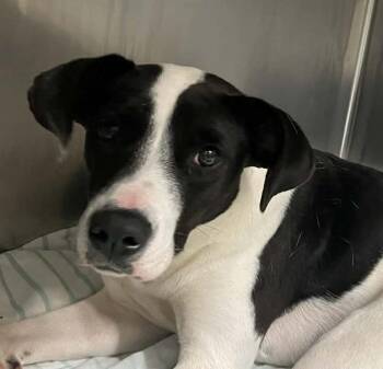 Labrador Retriever Dogs Available for Adoption in Parma, Ohio - Fifi | PetCurious