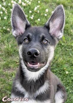 Cocoricó -  German Shepherd Dog and Mixed Breed Dog for Adoption in Mason, Michigan - Cocoricó | PetCurious