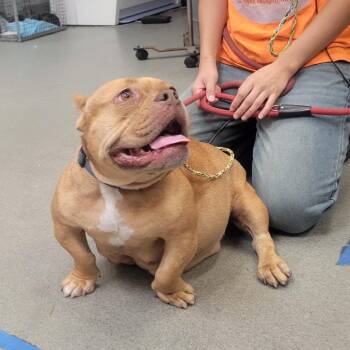 Stinky -  Pit Bull Terrier Dog for Adoption in Westminster, California - Stinky | PetCurious