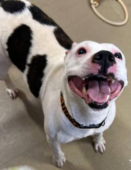 Mixed Breed Dogs Available for Adoption in Davenport, Iowa - Madison | PetCurious