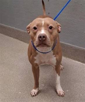 MISTY -  Pit Bull Terrier Dog for Adoption in Las Vegas, Nevada - MISTY | PetCurious