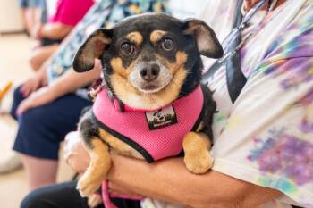 Agnes -  Chihuahua Dog for Adoption in Mundelein, Illinois - Agnes | PetCurious