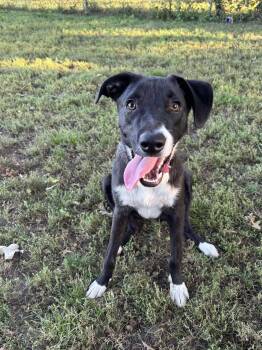 Rescue Black Labrador Retriever Dogs for Adoption in Joliet, Illinois - Duke | PetCurious