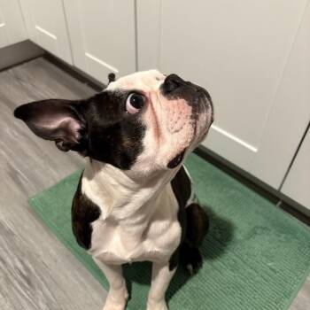 Boston Terrier Dogs Available for Adoption in Abilene, Texas - Rooster | PetCurious