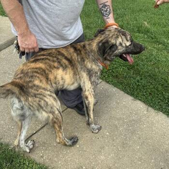 Stitch -  Great Pyrenees and Treeing Walker Coonhound Dog for Adoption in Oak Ridge, Tennessee - Stitch | PetCurious