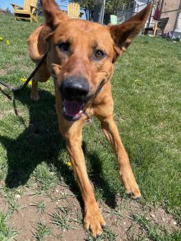 German Shepherd Dog and Rhodesian Ridgeback Dogs Available for Adoption in Prineville, Oregon - Willow | PetCurious