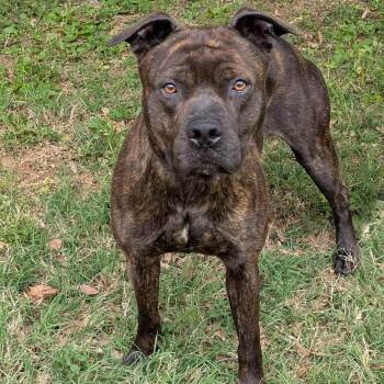Cane Corso Dogs Available for Adoption in Charlottesville, Virginia - Pinto Bean | PetCurious